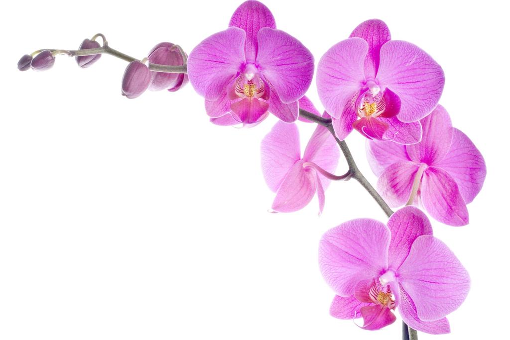 Menu Orchidea Aperitivo rinforzato servito sul lungomare o a bordo piscina con: muscoli gratinati, barchette alla mousse di branzino, sformatino di patate e taleggio, insalata di grano farro con