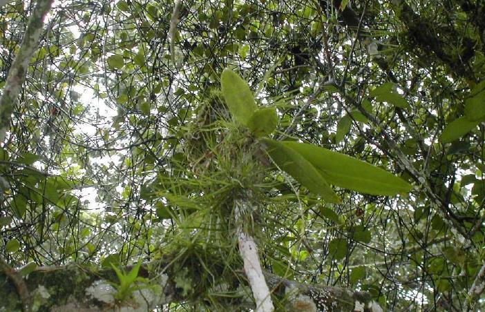 Orchidee epifite dotate di radici aeree con capacità di svolgere la