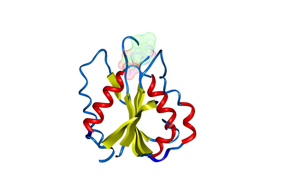 La funzione di una proteina dipende dalla specifica conformazione.