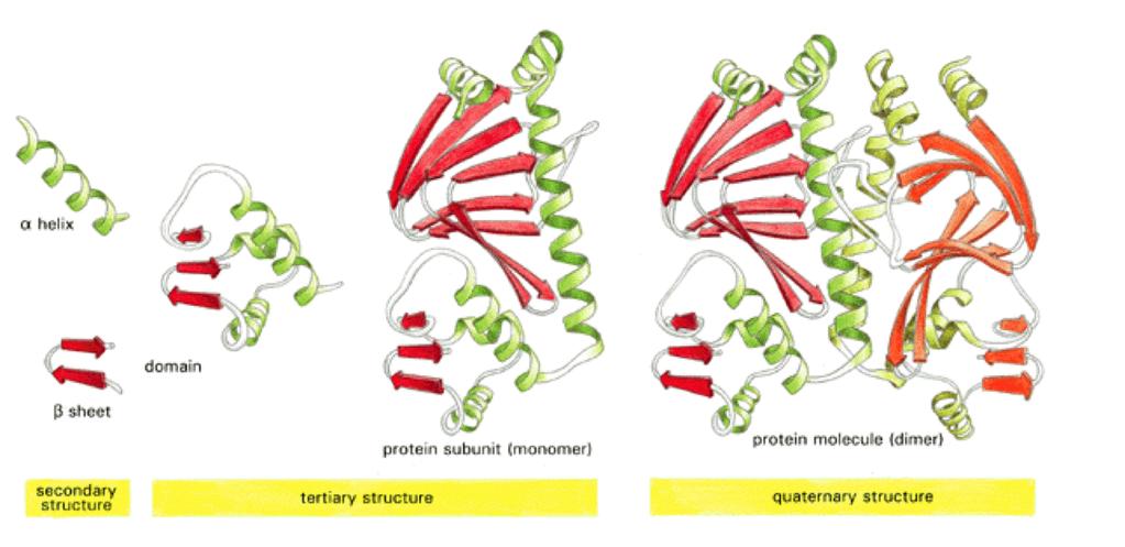 50-350 aa α-elica β-foglietto dominio subunità proteica molecola proteica (dimero) struttura secondaria