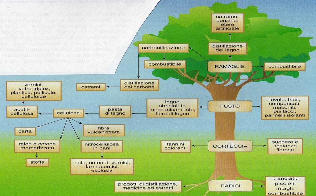 Nessuna parte dell albero viene sprecata; il legno, infatti, oltre a essere uno dei principali materiali da costruzione è