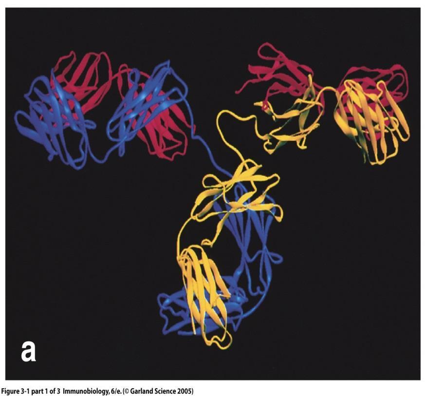 Immunoglobuline o anticorpi (proteine che legano l Ag) Effettori specifici della RI adattativa umorale Glicoproteine multimeriche Di membrana o secrete Anticorpo: termine coniato da Karl Landsteiner