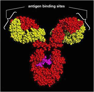 Le caratteristiche di specificità del paratopo Gli Abs possono riconoscere come antigeni ogni tipo di molecola biologica: - zuccheri -