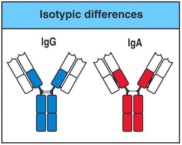 Markers isotipici: permettono di classificare le catene pesanti di una specie animale in classi