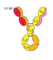 IgE 1u internazionale = 2,4 ng/ml