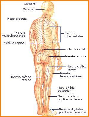 epitelio Il tessuto adiposo Il tessuto nervoso Le sue funzioni: Sostenere gli organi molli del corpo Da