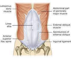 nel termine muscolo sono compresi : Il ventre del muscolo.