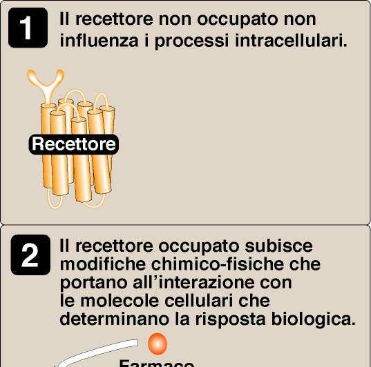 Farmacodinamica L effetto di un farmaco è dovuto alla interazione tra esso e la struttura biologica il recettore - la cui