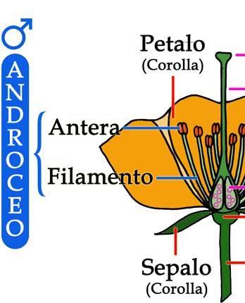 ANDROCEO, è l'organo maschile del fiore, esso è formato dagli stami.