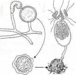 sporangiofore ± ramificate riproduzione sessuale per oospore prodotte