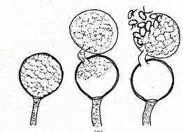 RIPRODUZIONE AGAMICA Pythium spp.