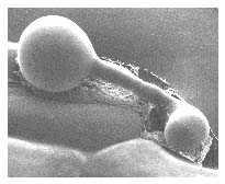 variabilmente negli altri generi di parassiti biotrofi e in alcune specie di