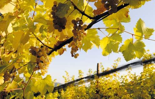 vino, è un anfiteatro verde, di antichi e faticati terrazzi bene ordinati da secoli su dolci colline,