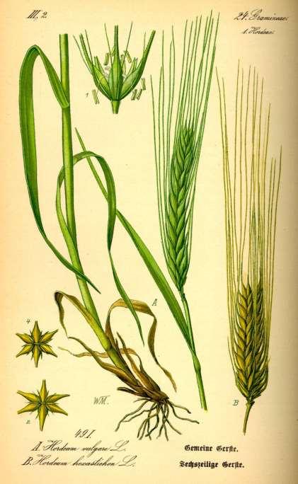 Hordeum