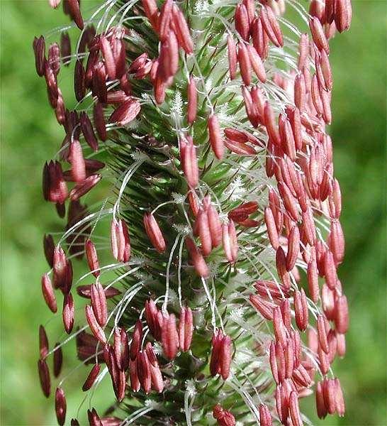 Phleum