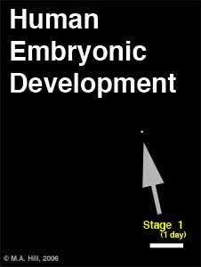 Lo sviluppo embrionale umano dal