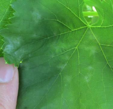 Per individuarle è necessario ispezionare con cura le foglie basali dei germogli, specie nella pagina inferiore.