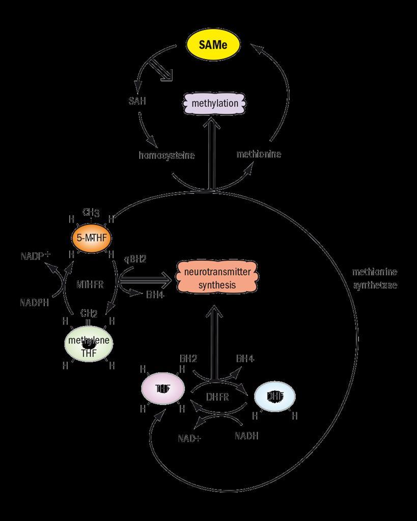 S-Adenosyl methionine (SAMe) Molecola commercializzata in Europa dagli anni 70 per il trattamento della sintomatologia depressiva e disponibile in U.S.A. come supplemento nutrizionale dal 1999.