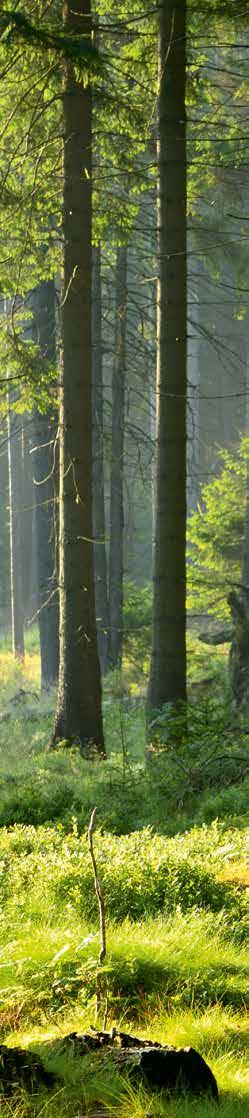 ter Hürne è certificata FSC e PEFC e sostiene gli aspetti ecologici e sociali di una totale trasparenza e tutela della sostenibilità della catena forestale.