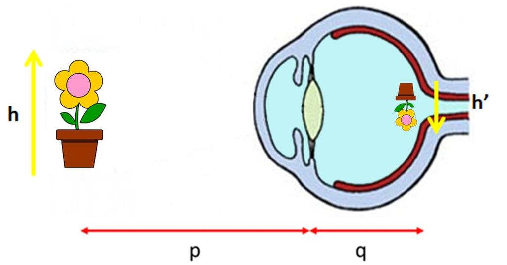 L occhio Un esempio tipico di sistema ottico semplice è l occhio umano, dove la lente (a focale variabile) è costituita dal cristallino e il piano immagine è situato in corrispondenza della retina,