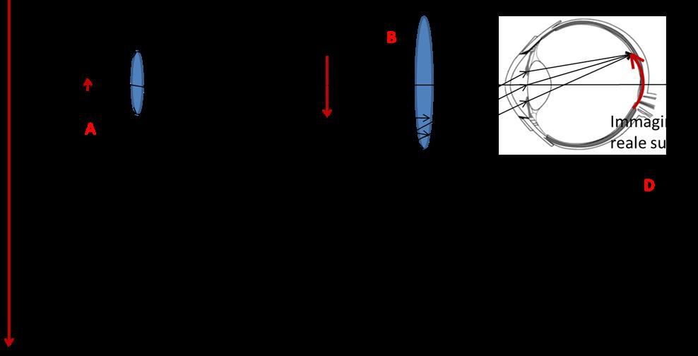 L oculare ha la stessa funzione della lente del microscopio semplice appena descritto, però stavolta, invece di avere, nei pressi del suo piano focale, un oggetto reale ha l immagine reale del