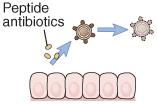 Defensine Antibiotici ad ampio spettro Capaci di inserirsi nel doppio strato di fosfolipidi alterando l equilibrio osmotico del