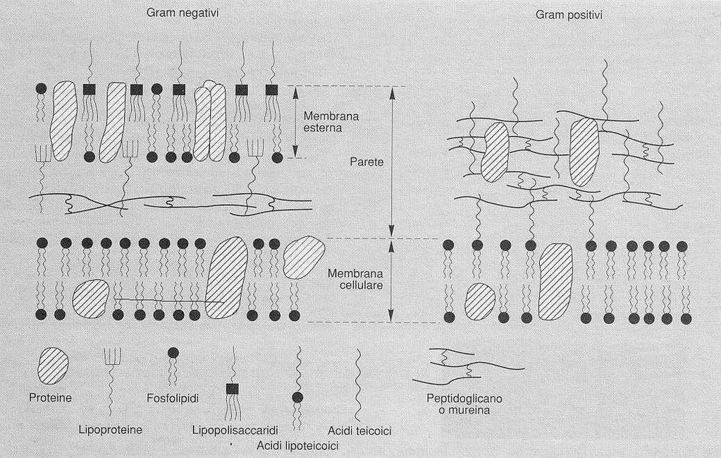 Rappresentazione schematica della parete dei batteri Gram positivi e