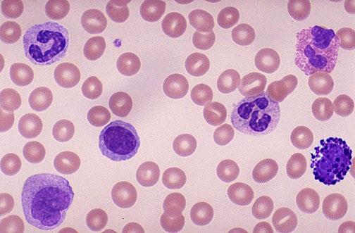 Leucociti circolanti Monociti Granulociti eosinofili Granulociti