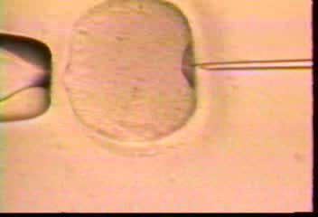 nuclei da cellule