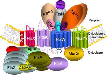 Il divisoma Rappresentazione schematica del divisoma: le proteine essenziali del macchinario della divisione cellulare batterica Le varie proteine