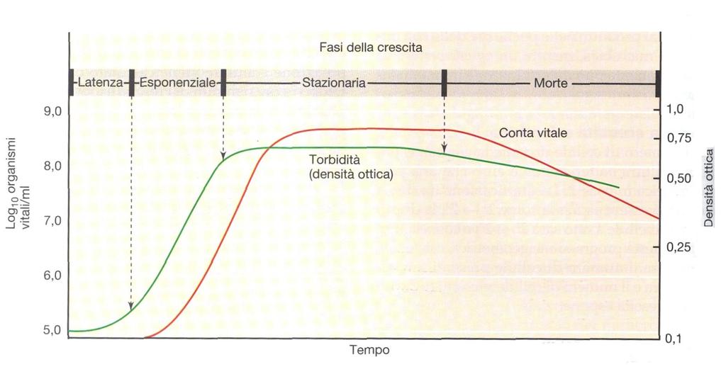 Curva di crescita batterica in terreno liquido Grafico semilogaritmico: numero di cellule riportato come logaritmo; tempo riportato in scala aritmetica.