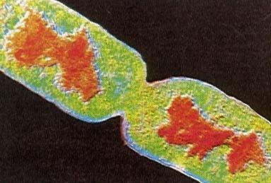 Scissione binaria di Escherichia coli: in rosso il nucleoide e in verde il citoplasma Il tempo richiesto da un batterio per svolgere un ciclo di crescita