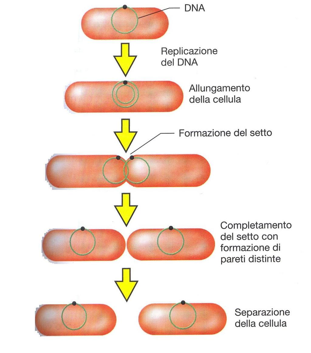 Dopo la duplicazione del DNA (genoforo) le due molecole si fissano in due punti diversi del plasmalemma che poi si discostano per accrescimento dell area interposta.