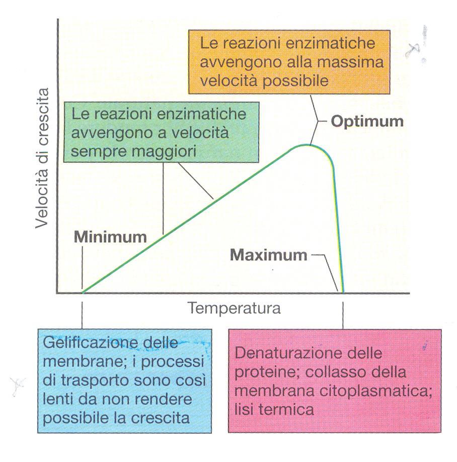 Temperature cardinali Esiste dunque sia un intervallo di temperatura in cui le funzioni metaboliche e la crescita aumentano, sia un punto in cui iniziano reazioni di inattivazione con azzeramento