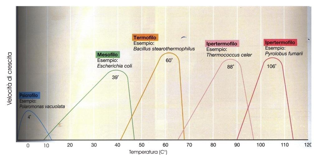 Relazione tra temperatura e velocità di crescita In funzione della temperatura ottimale i microrganismi possono essere suddivisi in 4 gruppi principali: psicrofili, con optimum a basse temperature;