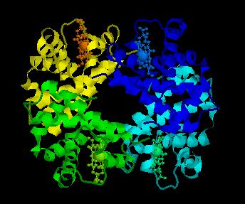 Questi enzimi hanno una maggiore quantità di a- eliche rispetto ai foglietti-b ed un maggior contenuto di