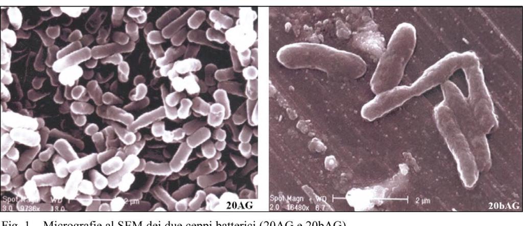 Basofili Microrganismi estremofili con ph ottimale di crescita elevato, prossimo a 10, sono noti come basofili (alcalofili estremi) e molti appartengono al genere Bacillus.