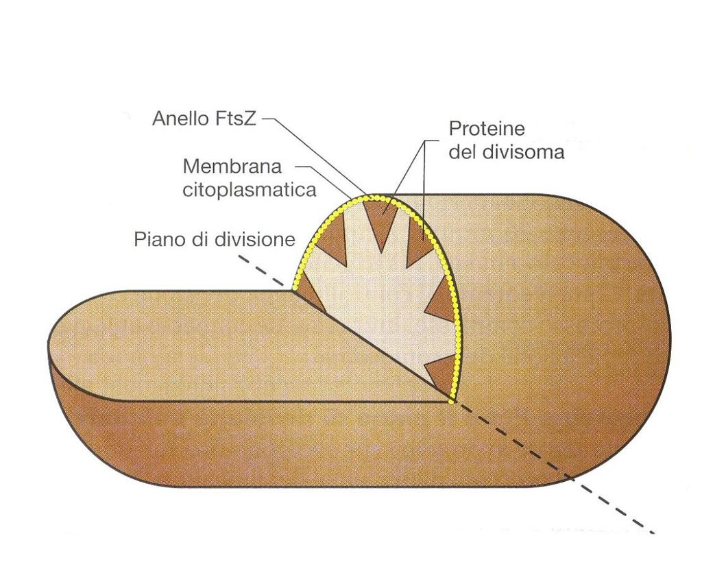 Anello FtsZ (proteine filamentose sensibili alla temperatura) Sezione