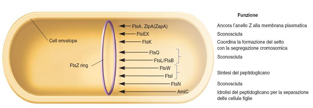 Il divisoma L interazione delle proteine Fts porta alla formazione di un apparato di divisione chiamato divisoma.
