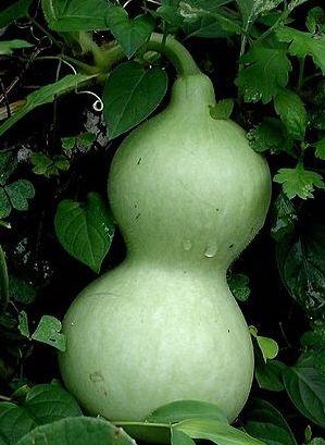 (Cucurbita