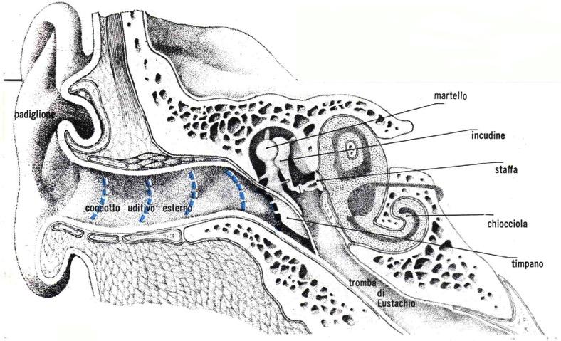 L orecchio sulla traiettoria può esserci il timpano riconoscimento della voce di una