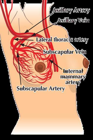 Internal mammary artery Also known as the internal thoracic