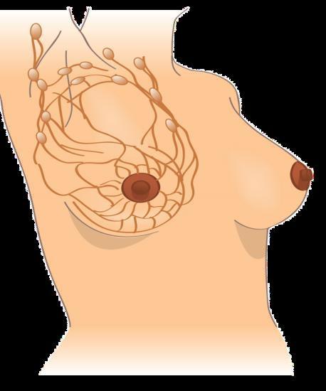 Lymph Bearers of immunity knowledge