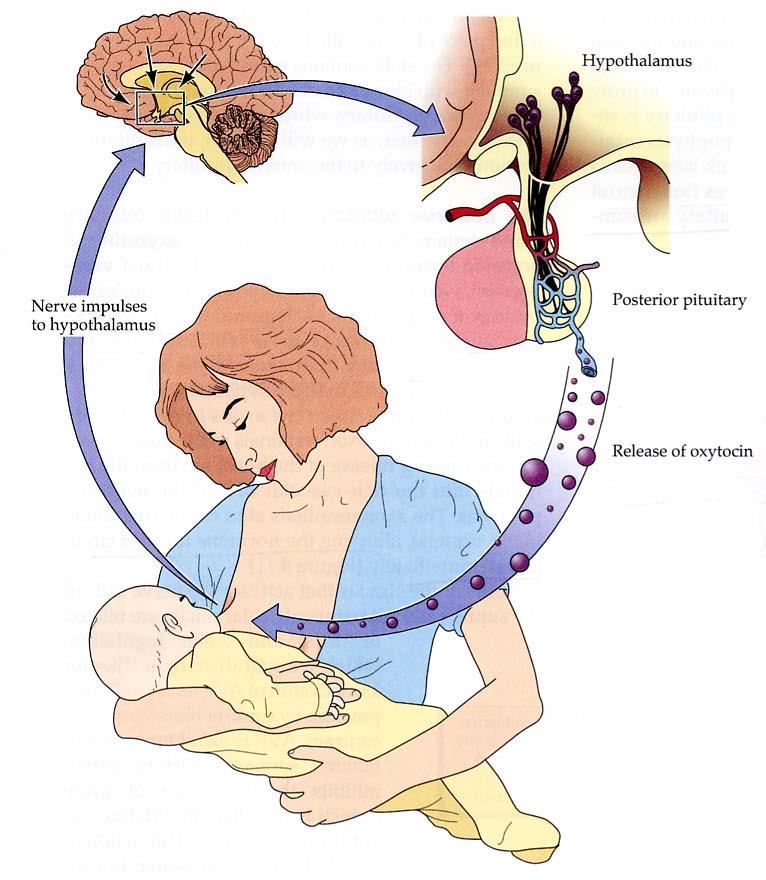 RIFLESSO OSSITOCINICO ipotalam o Impulso nervoso