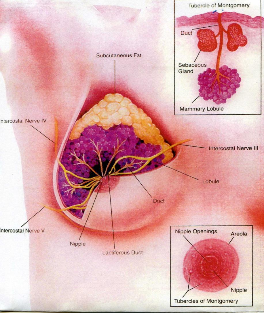 PARTI DEL SENO E LORO FUNZIONE I nervi per la trasmissione dei segnali dal seno al cervello, segnali che innescano il rilascio degli ormoni necessari per la produzione del latte e la sua fuoriuscita