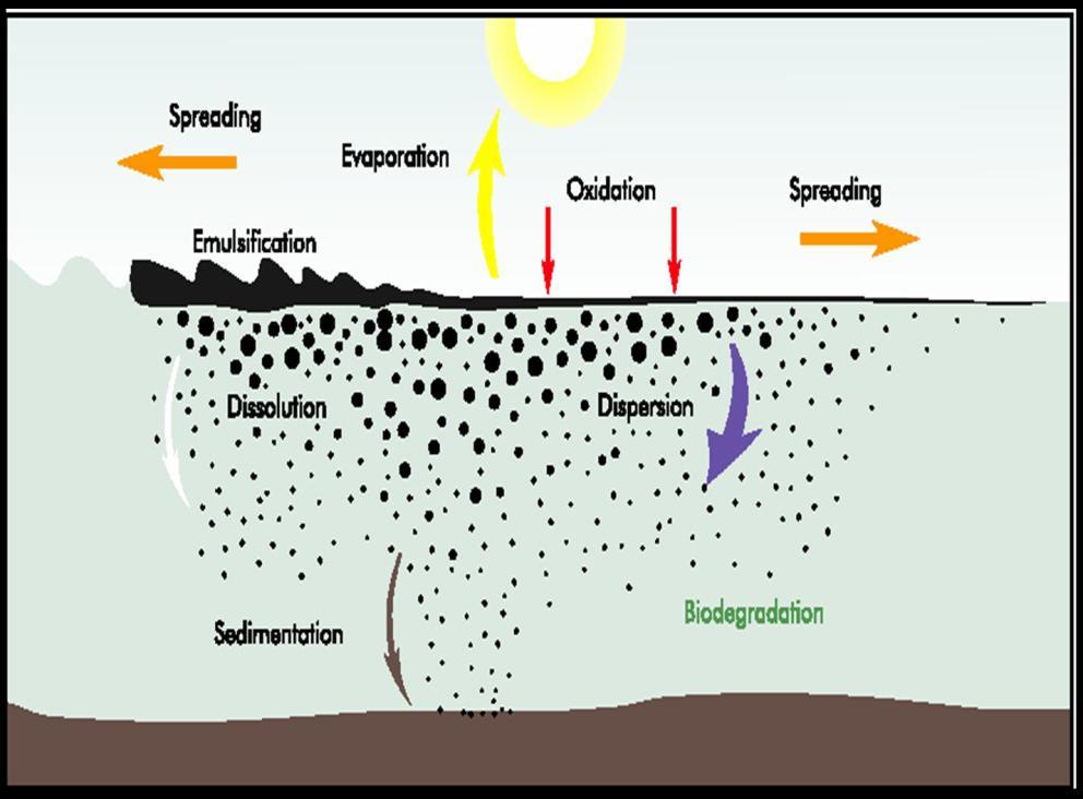 Comportamento degli idrocarburi in mare Processi di weathering: Spandimento sulla superficie; Evaporazione;