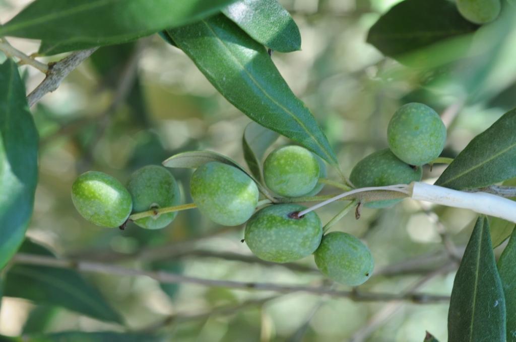 Occorre quindi ricalibrare di nuovo le aree soggette ad attacchi della mosca in ragione degli aumenti sensibili di temperatura Studi recenti