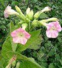 I recettori colinergici Recettori nicotinici H N N S (-) Nicotina Nicotiana tabacum