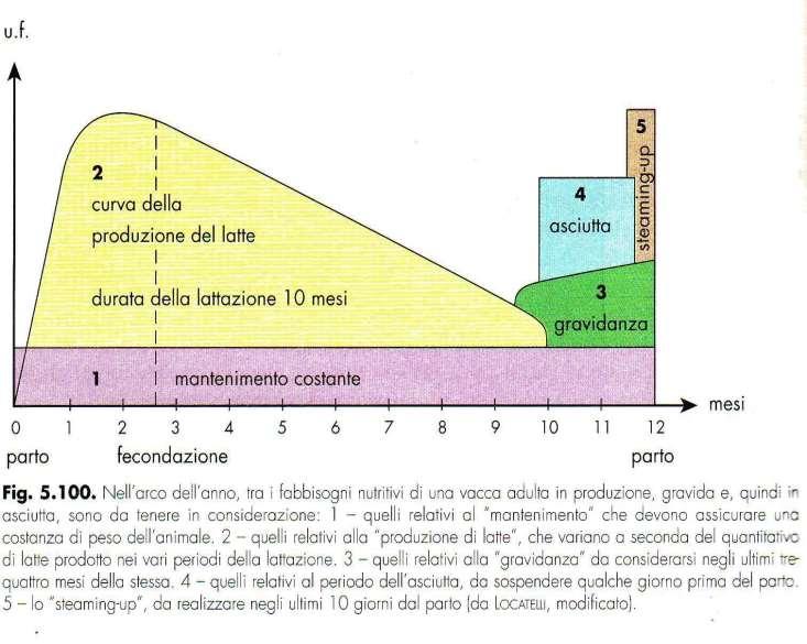 I FABBISOGNI