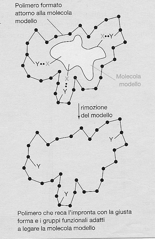 POLIMERI A STAMPO MOLECOLARE (Molecularly Imprinted Polymers - MIPs) I polimeri a stampo molecolare (MIPs) sono resine sintetiche altamente ramificate che presentano al loro interno siti selettivi